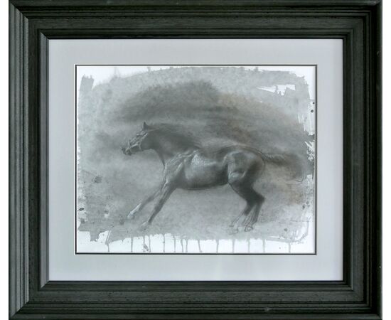 Crni lepotan - Vasa Dolovački - VD-2